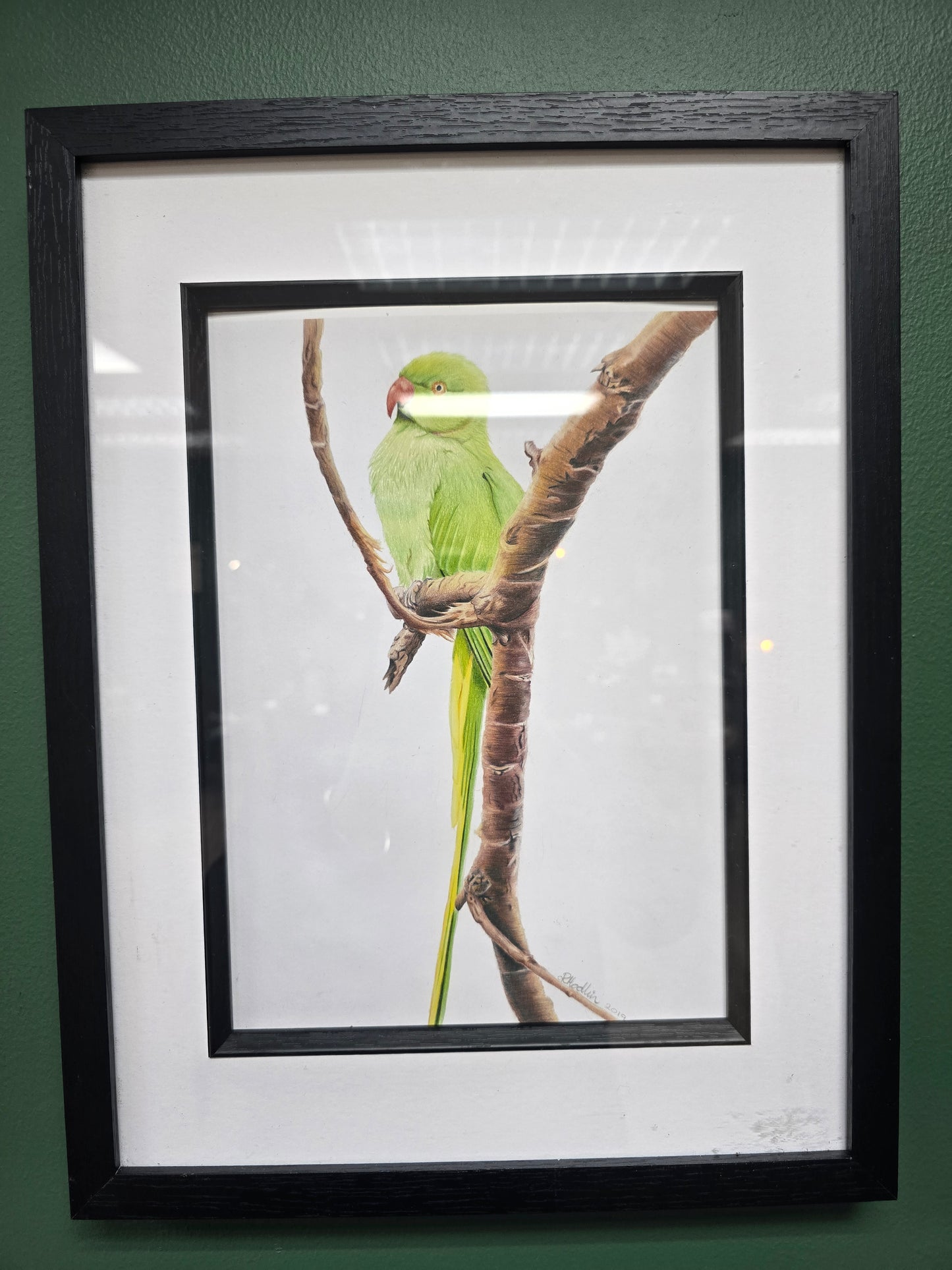 Parakeet Print by Becky Hodkin