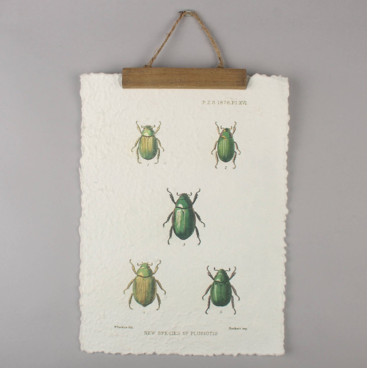 Vintage Beetle Wall Hanging– Entomology Print Handmade Paper