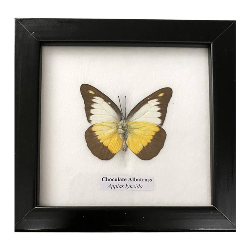 Butterfly Mounted Under Glass, Assorted