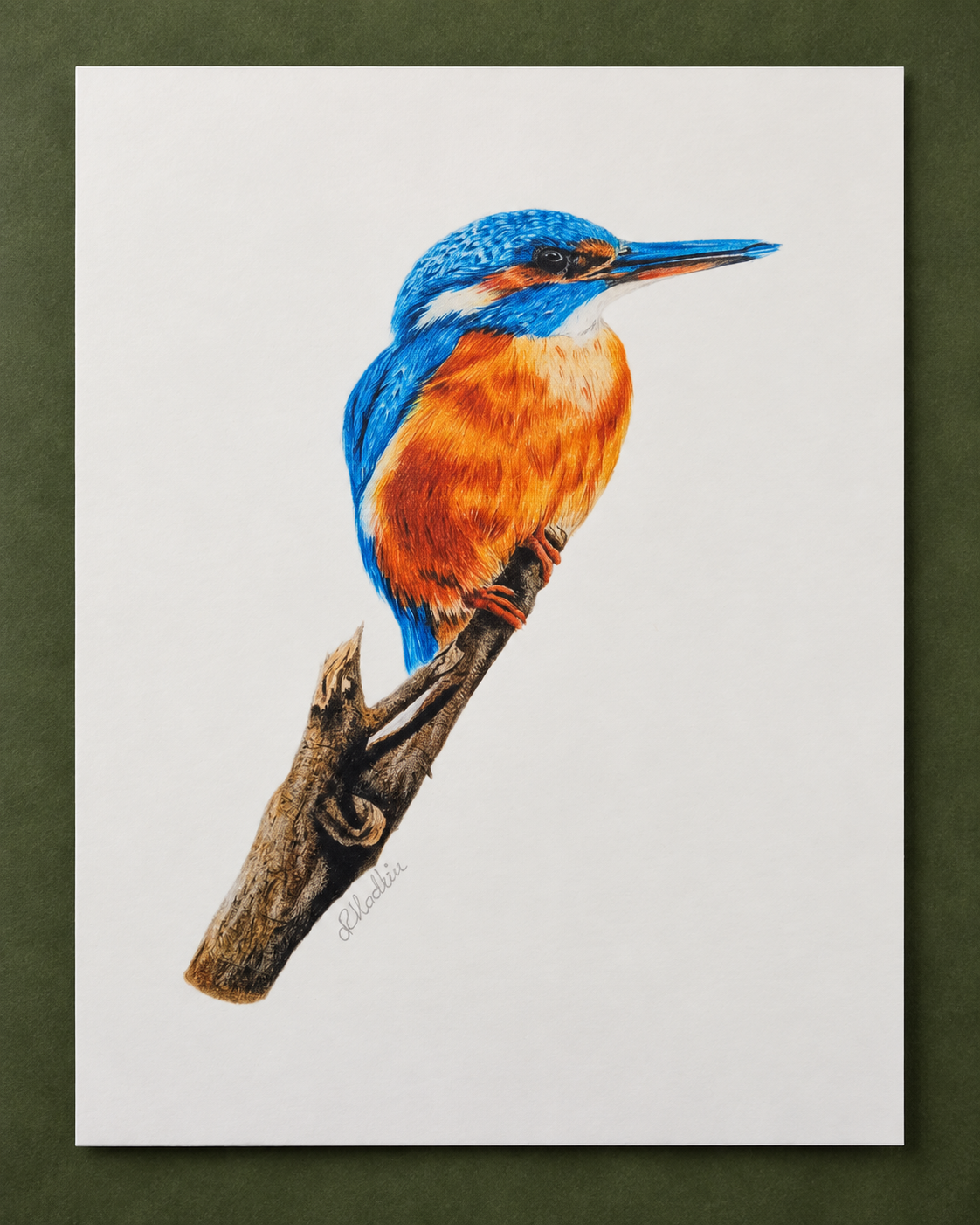 Kingfisher Print by Becky Hodkin