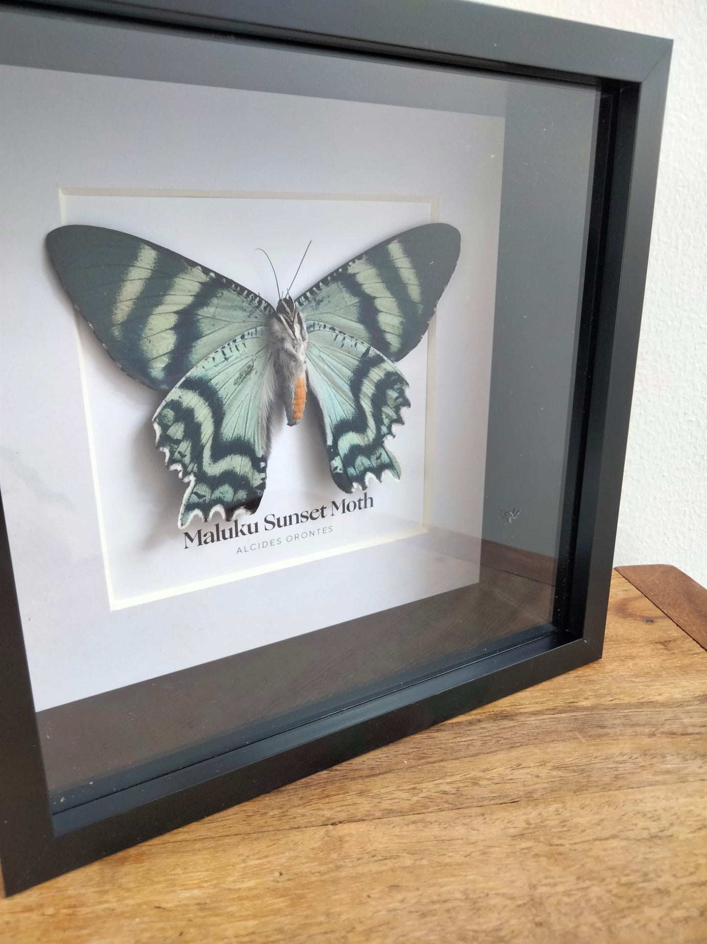 Maluku Islands Moth