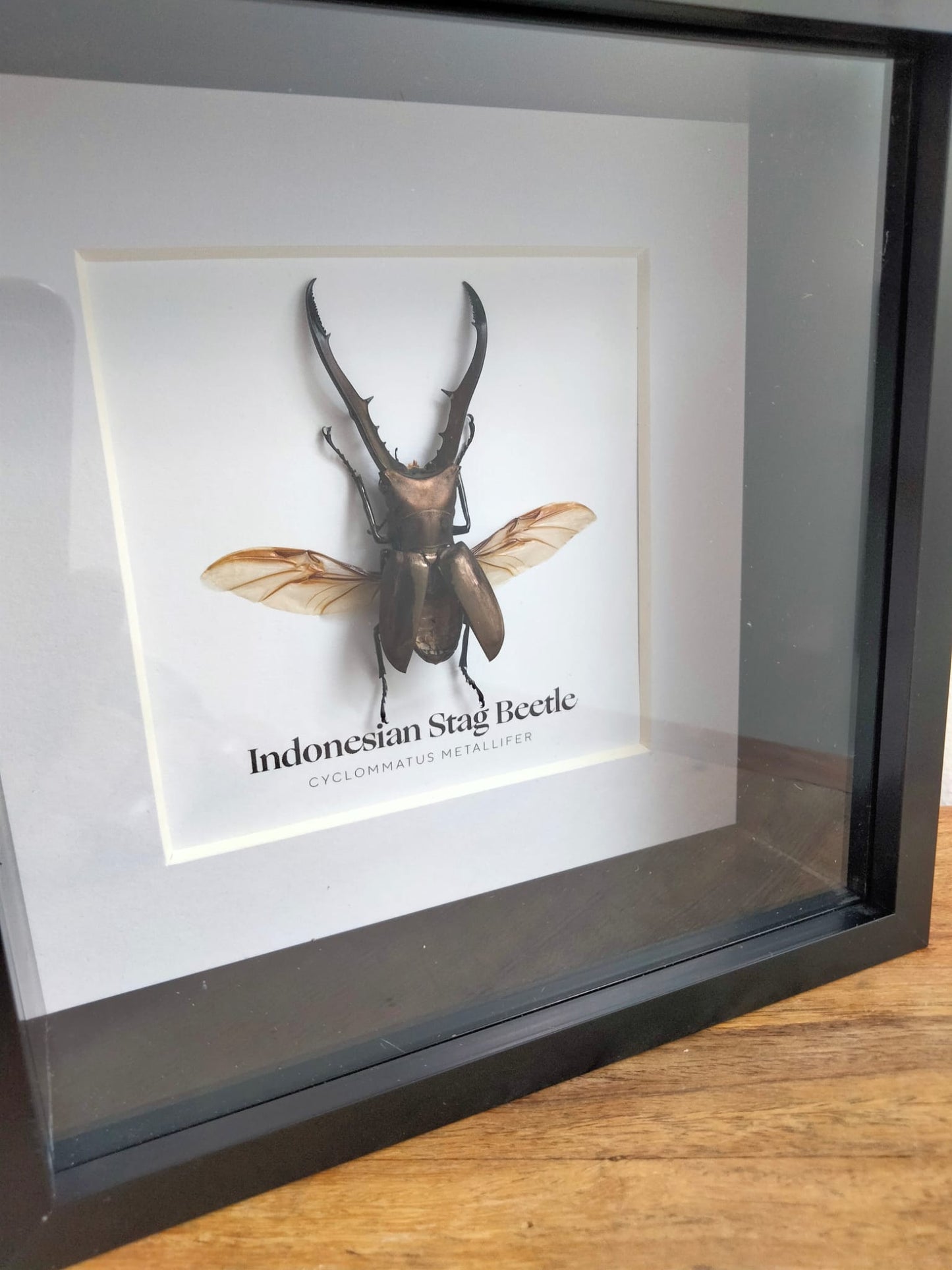 Indonesian Stag Beetle (Cyclommatus Metallifer)