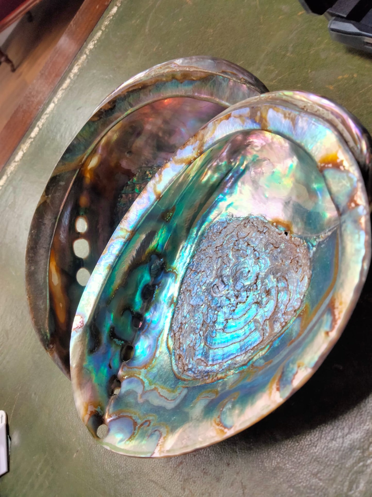 Large abalone shell