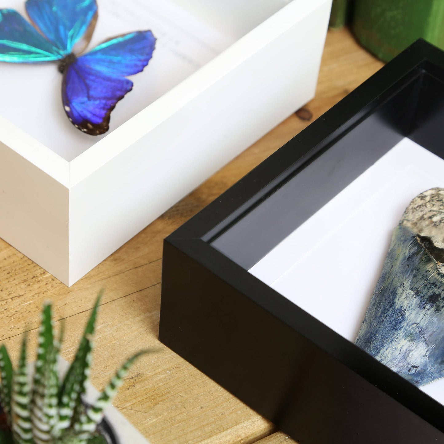 Peleides Blue Morpho Insect Bug Taxidermy Box Frame