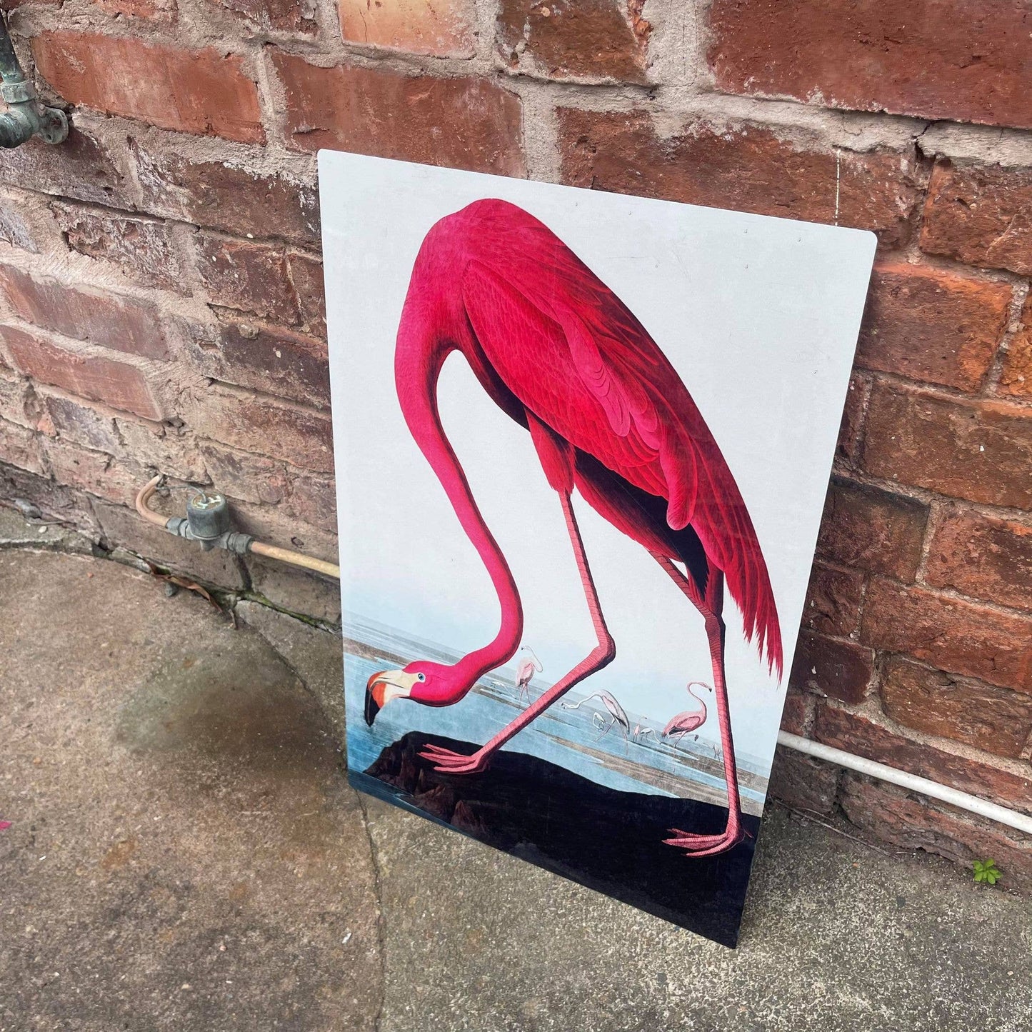 Flamingo botanical illustration John Audubon Metal Sign