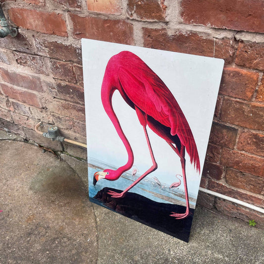 Flamingo botanical illustration John Audubon Metal Sign