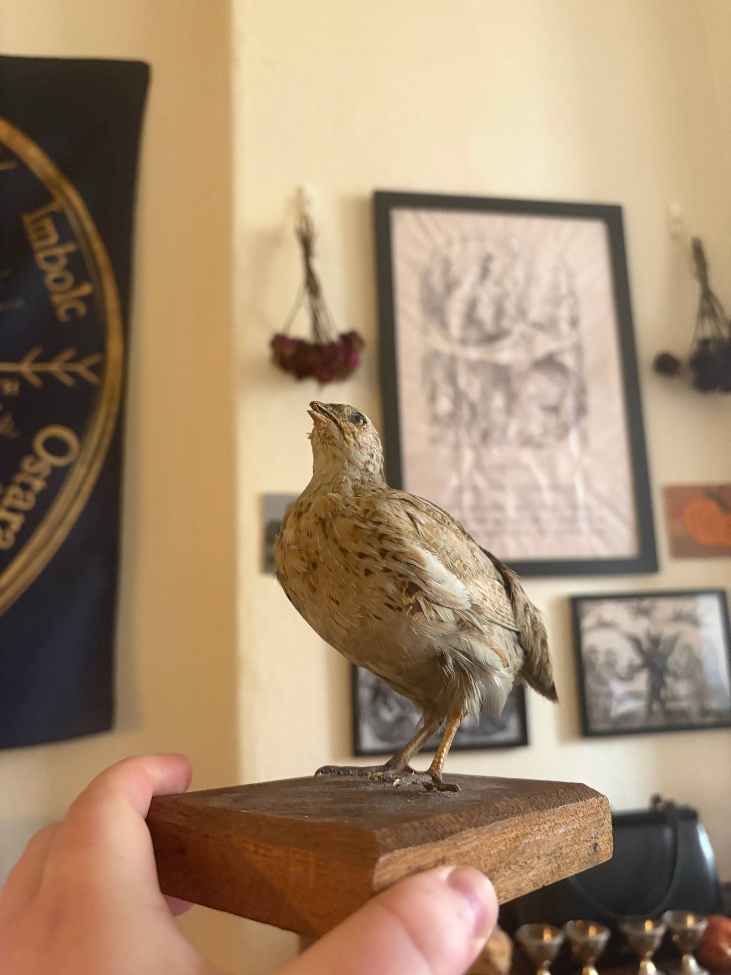 Taxidermy quail