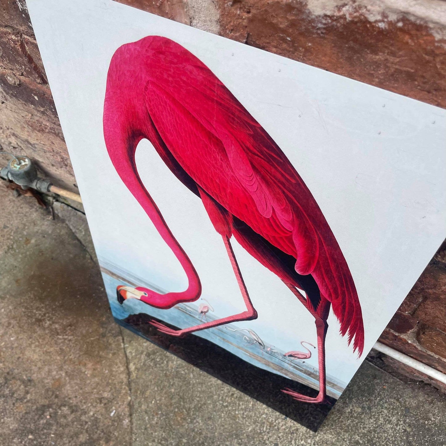 Flamingo botanical illustration John Audubon Metal Sign