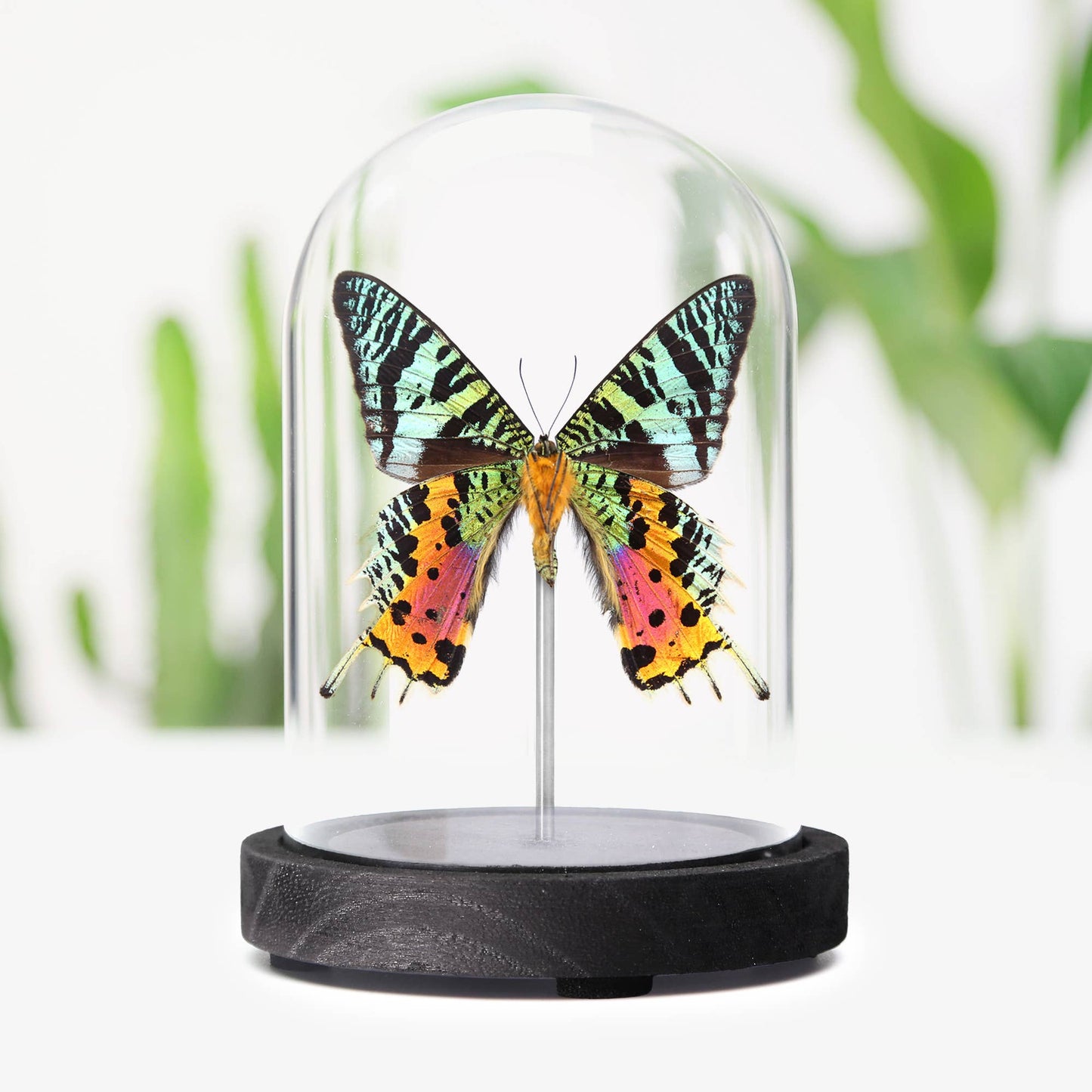 Madagascan Sunset Moth Butterfly Taxidermy Bell Jar