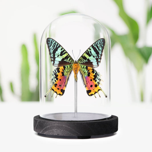 Madagascan Sunset Moth Butterfly Taxidermy Bell Jar