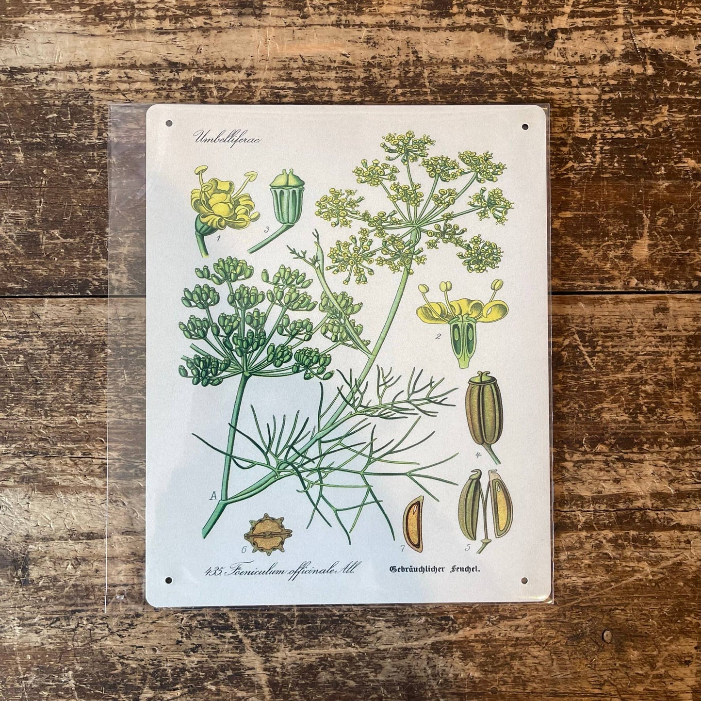 Dill Herb flowers Botanical Vintage  Metal sign