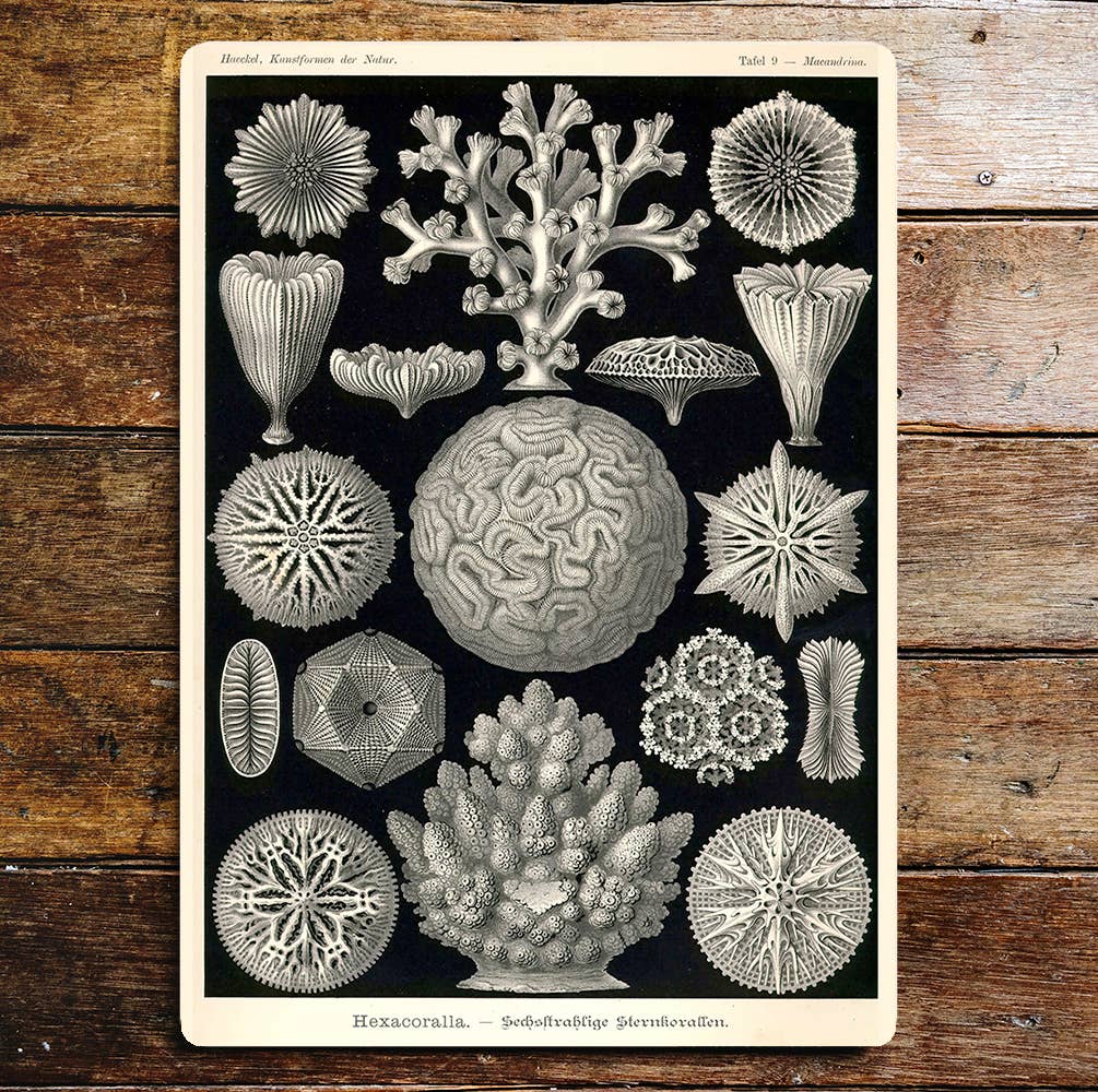 Hexacoralla Coral Sea Life Metal  Sign Plaque