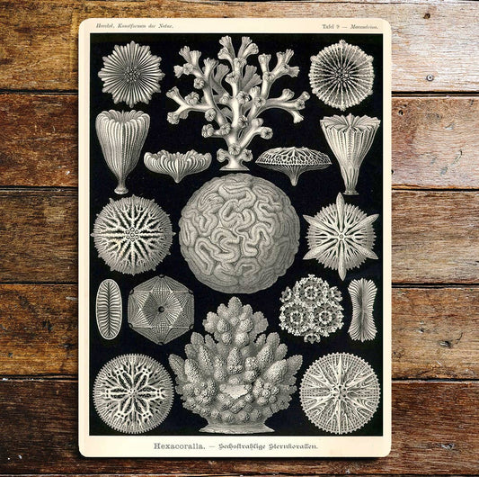 Hexacoralla Coral Sea Life Metal  Sign Plaque