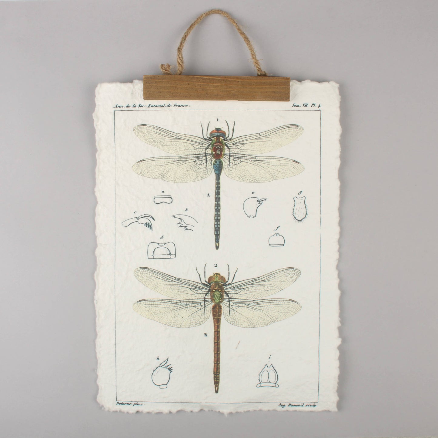Vintage Dragonfly Wall Hanging – Botanical Insect Art Print