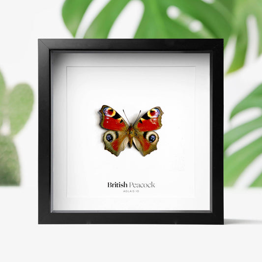 British Peacock Butterfly Taxidermy Box Frame