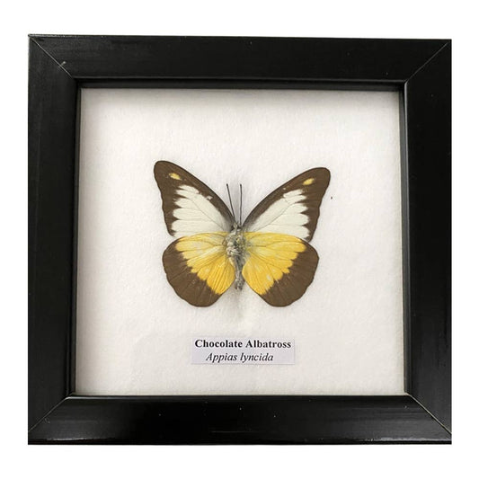 Butterfly Mounted Under Glass, Assorted