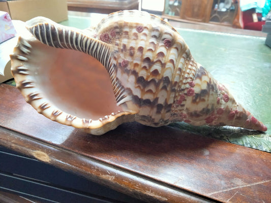 Triton's Trumpet Seashell