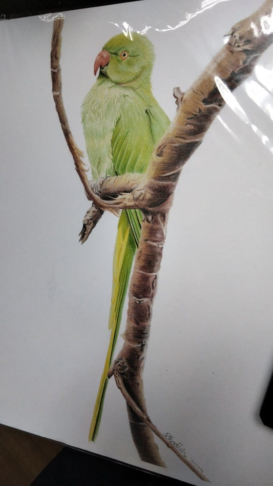 Parakeet print unframed A4