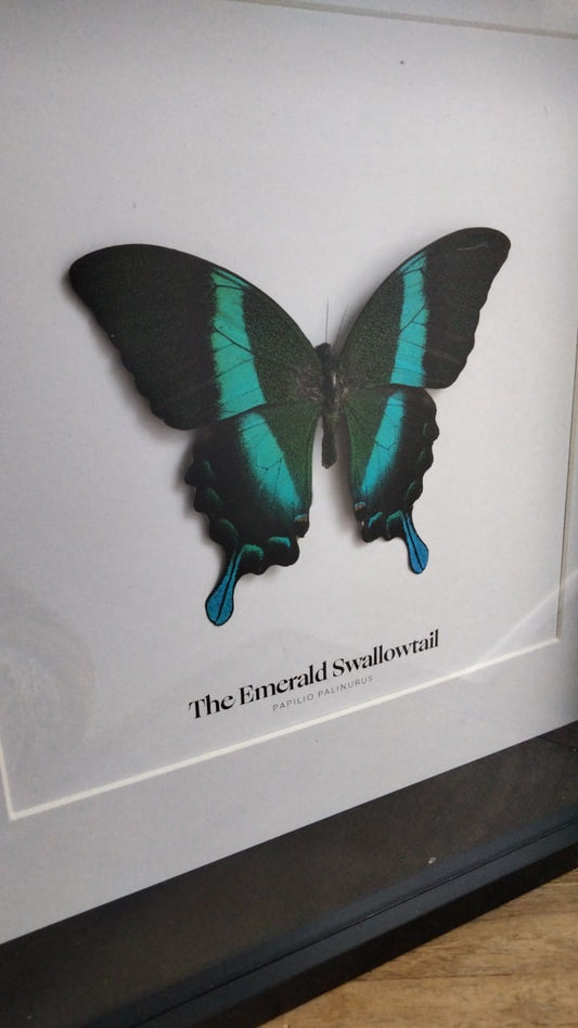 Emerald Swallowtail Butterfly
