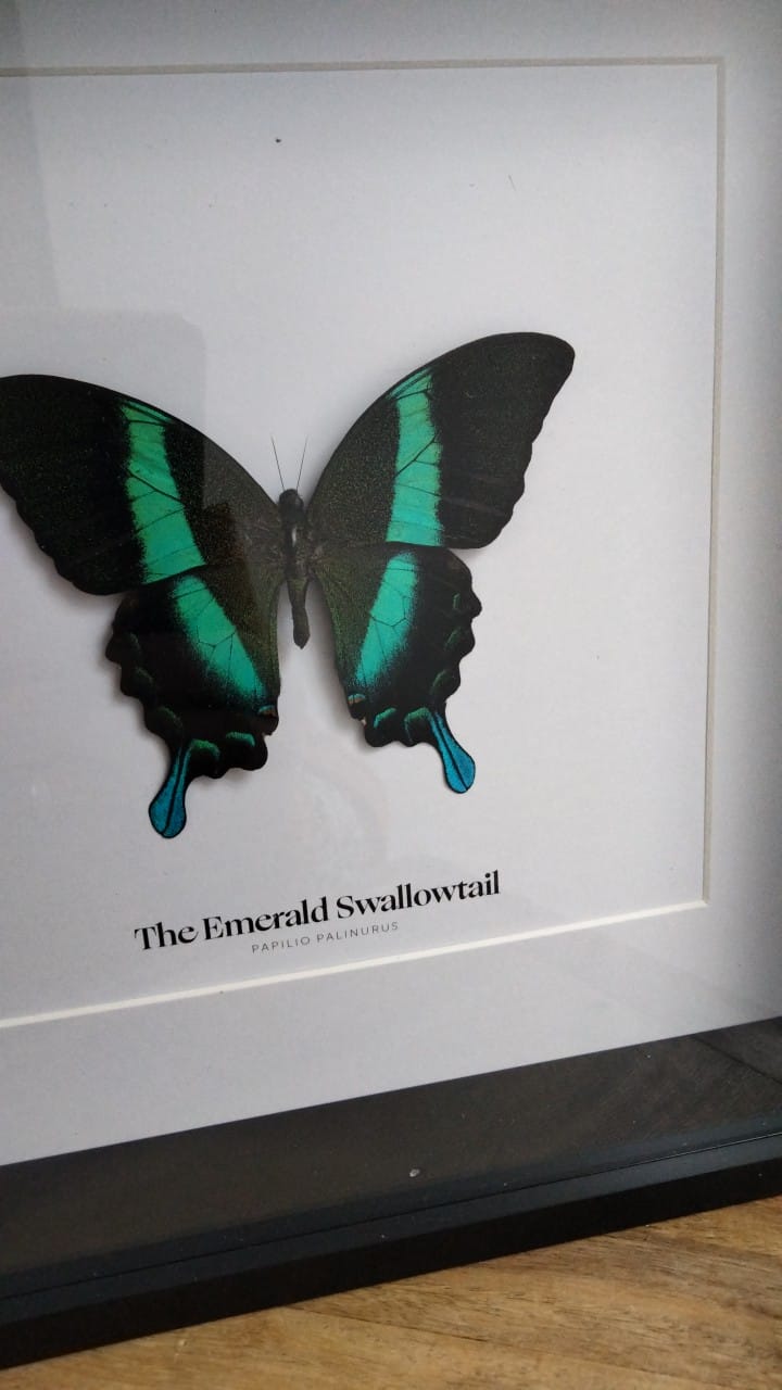 Emerald Swallowtail Butterfly