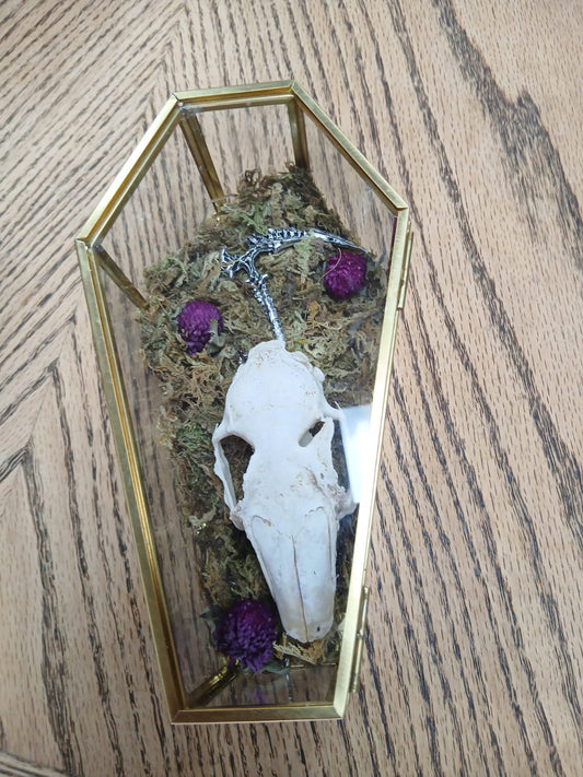Hare Skull in Glass Coffin with Scythe