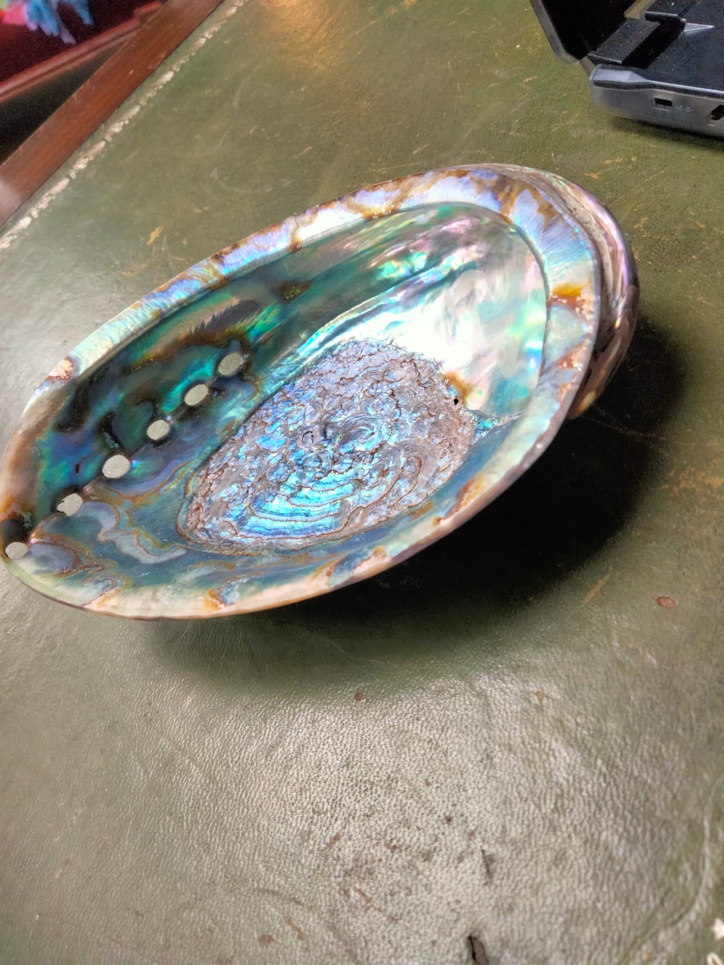 Large abalone shell