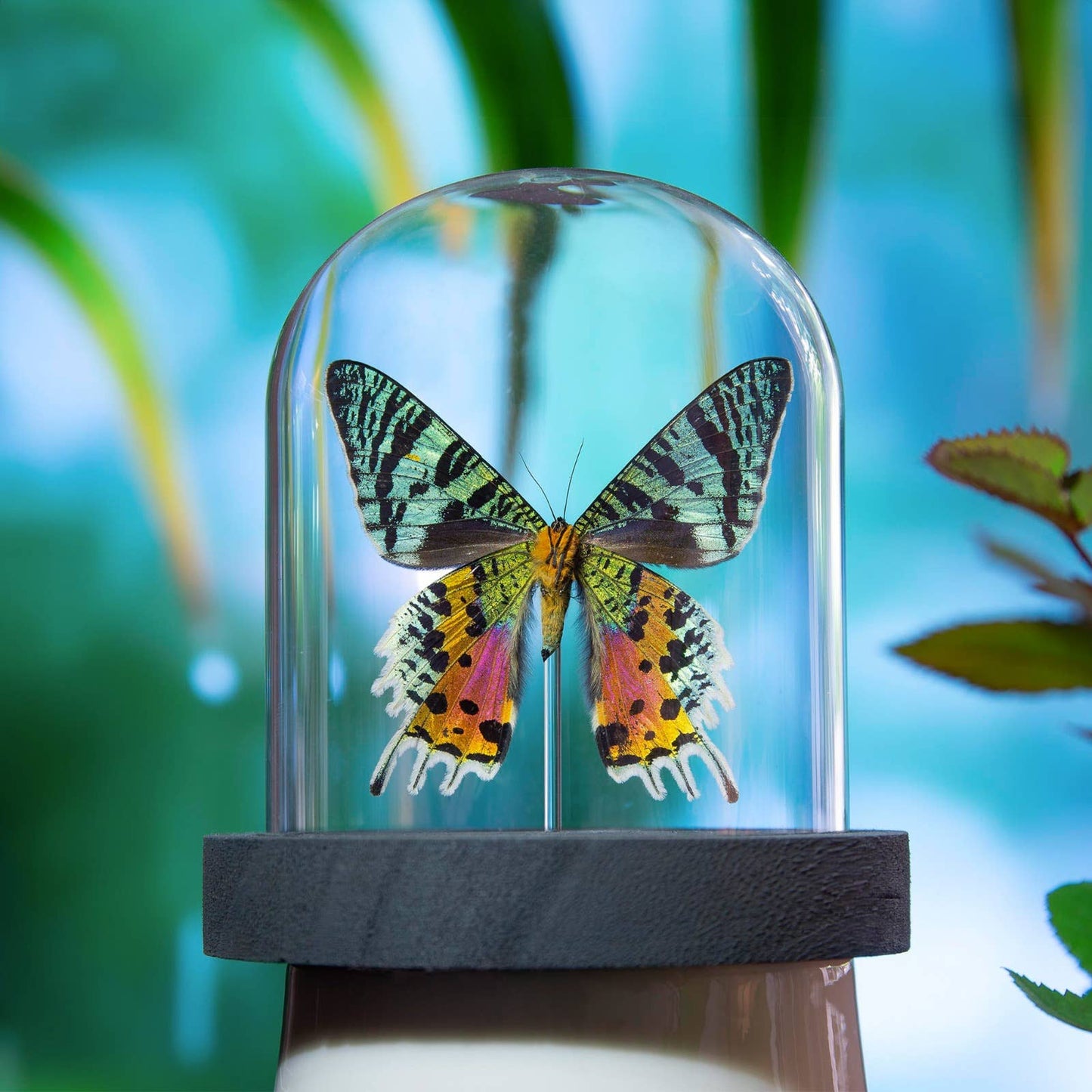 Madagascan Sunset Moth Butterfly Taxidermy Bell Jar