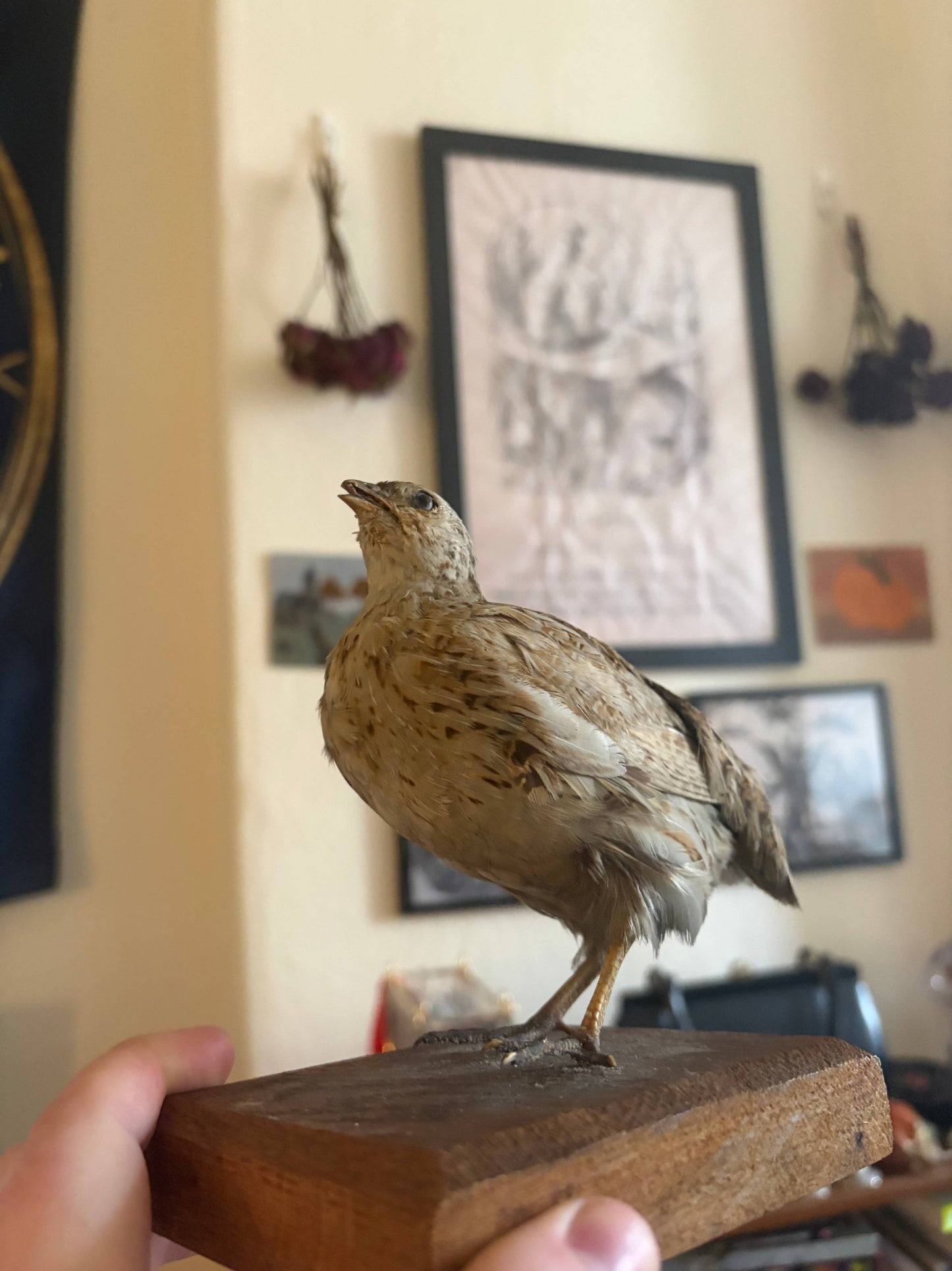 Taxidermy quail