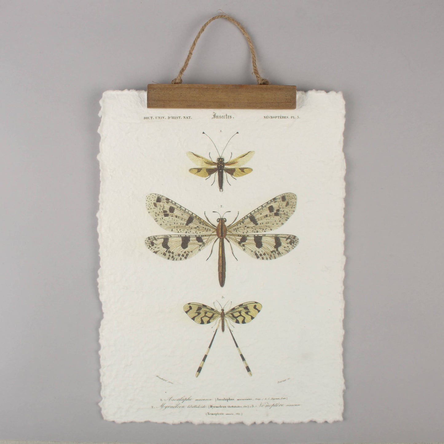 Vintage Insect Wall Hanging – Handmade Entomology Print