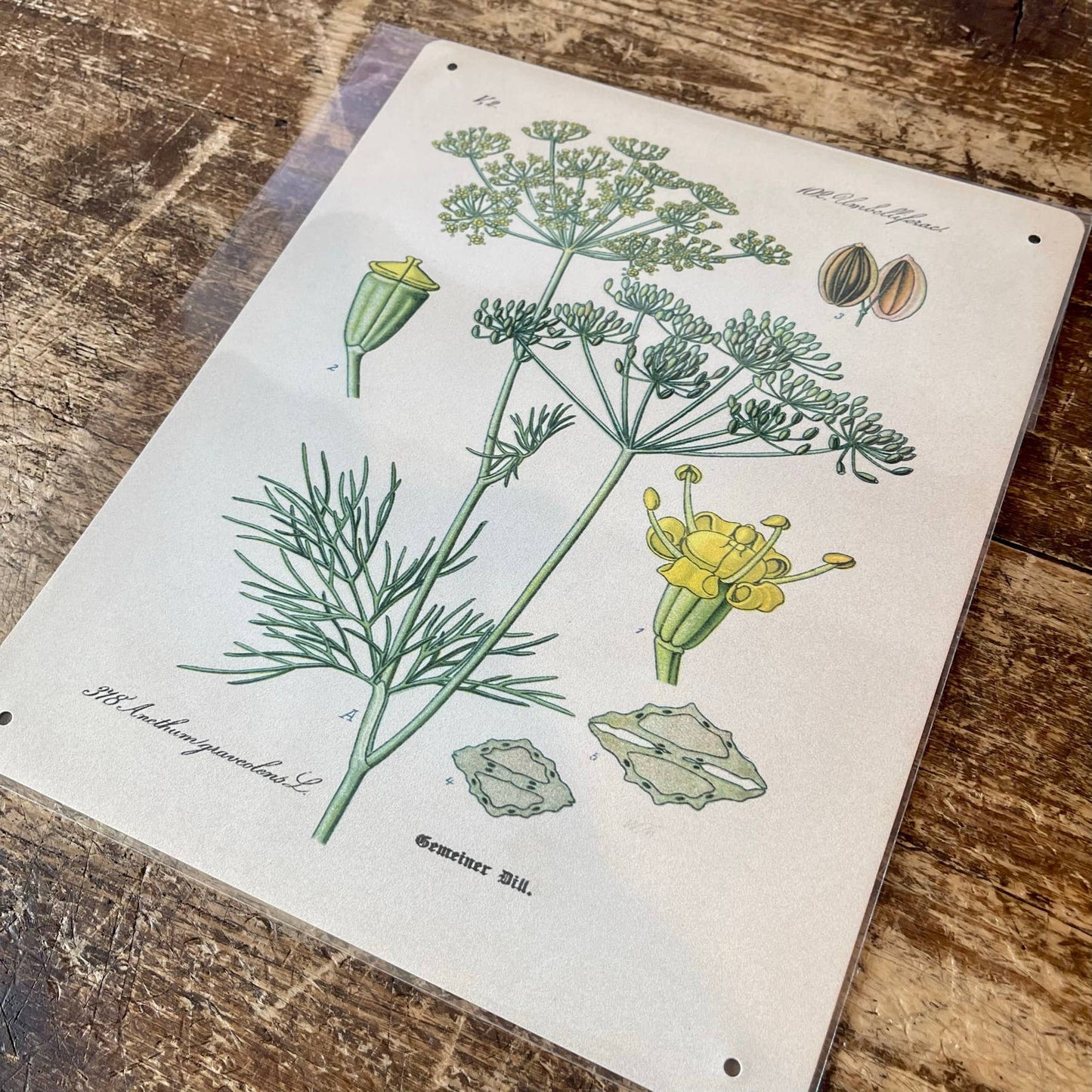Dill Herb flowers Botanical Vintage  Metal sign