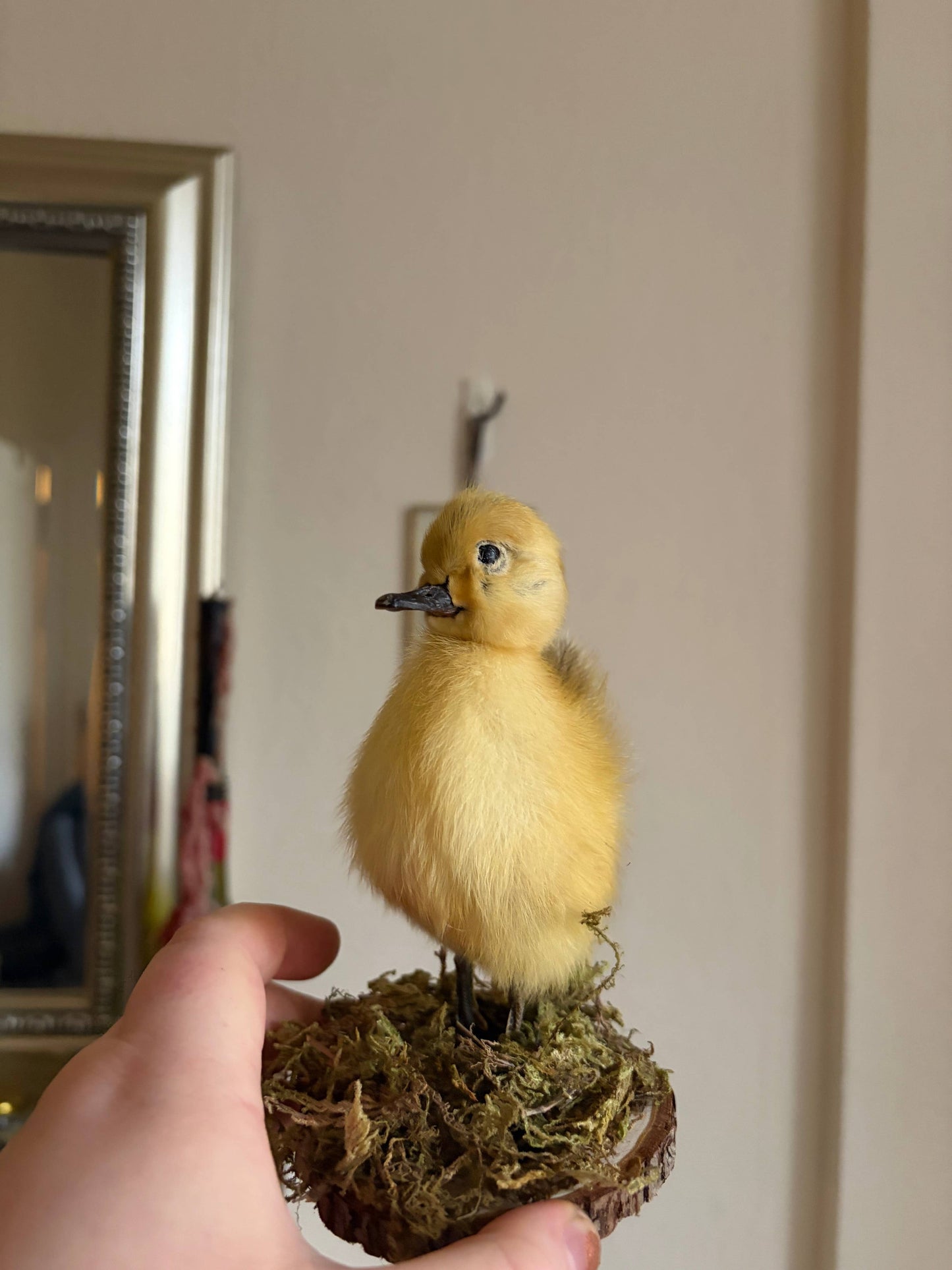 Taxidermy duckling (yellow)