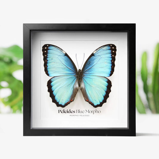 Peleides Blue Morpho Insect Bug Taxidermy Box Frame