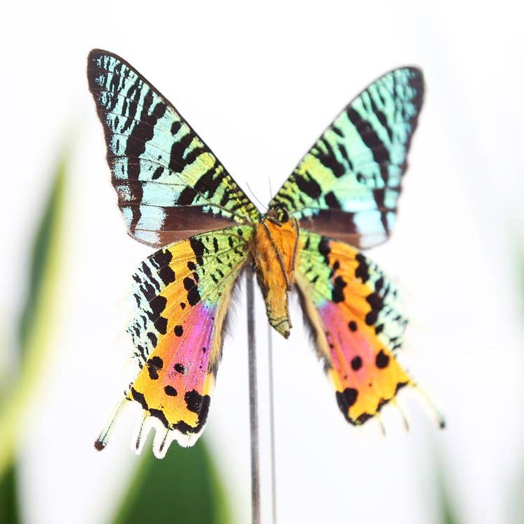 Madagascan Sunset Moth Butterfly Taxidermy Bell Jar