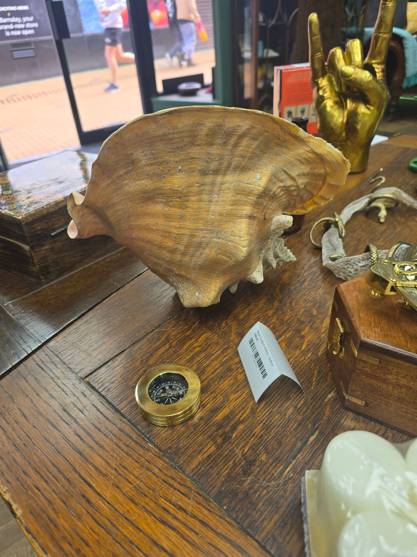 Queens Conche Shell