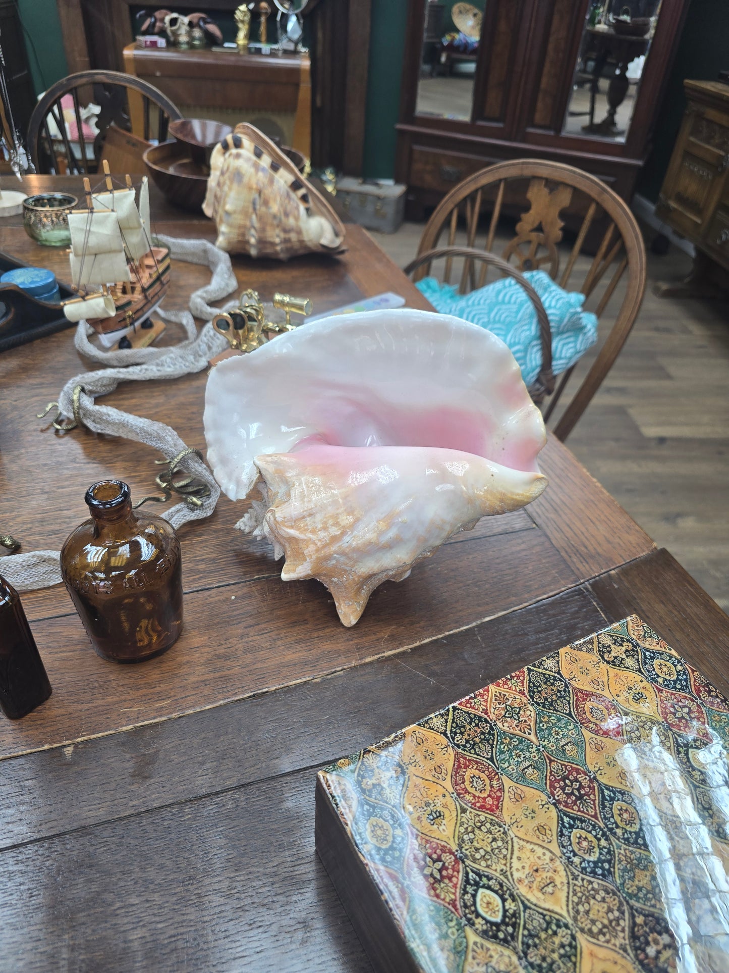 Queens Conche Shell