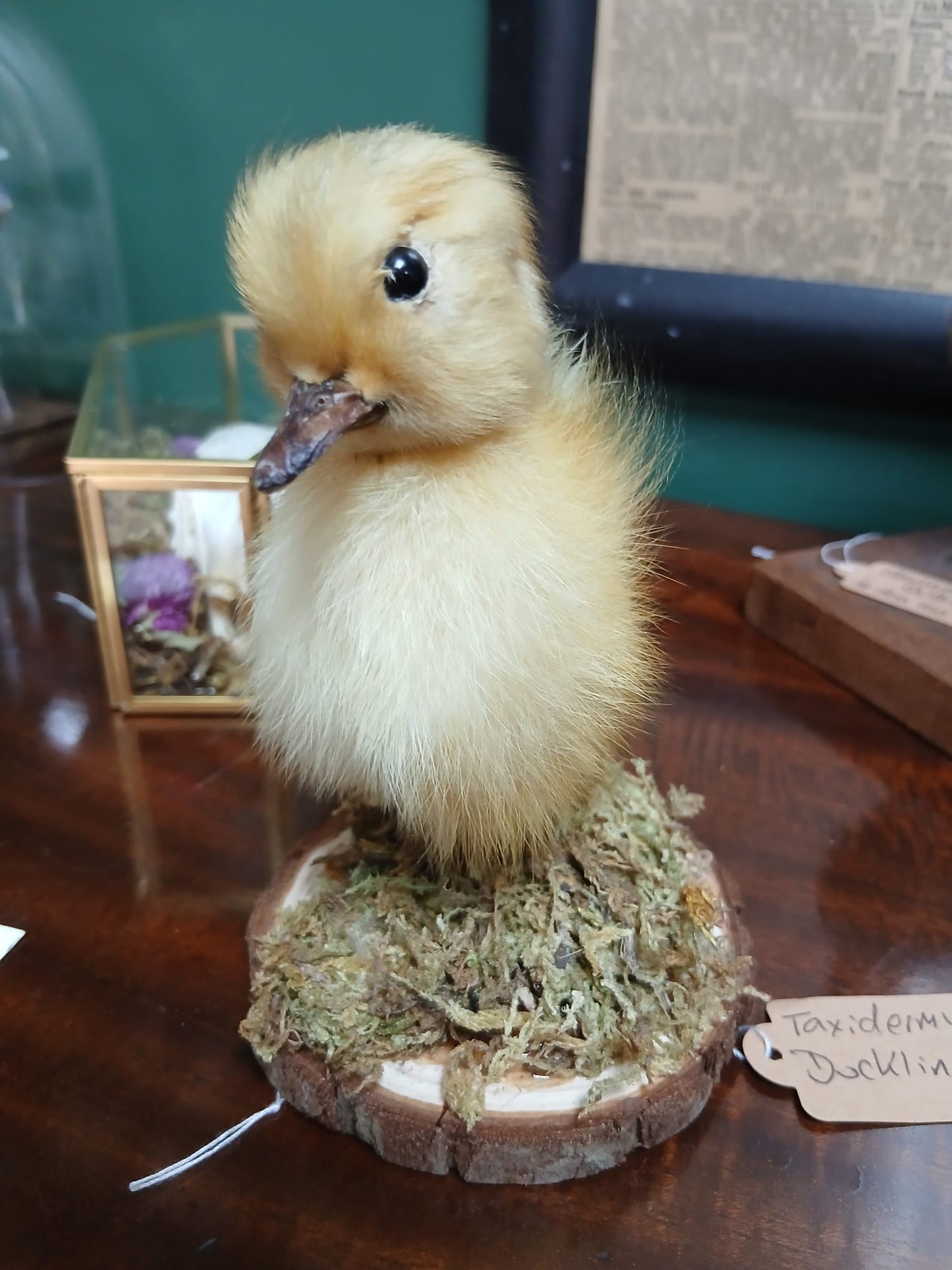 Taxidermy duckling (yellow)