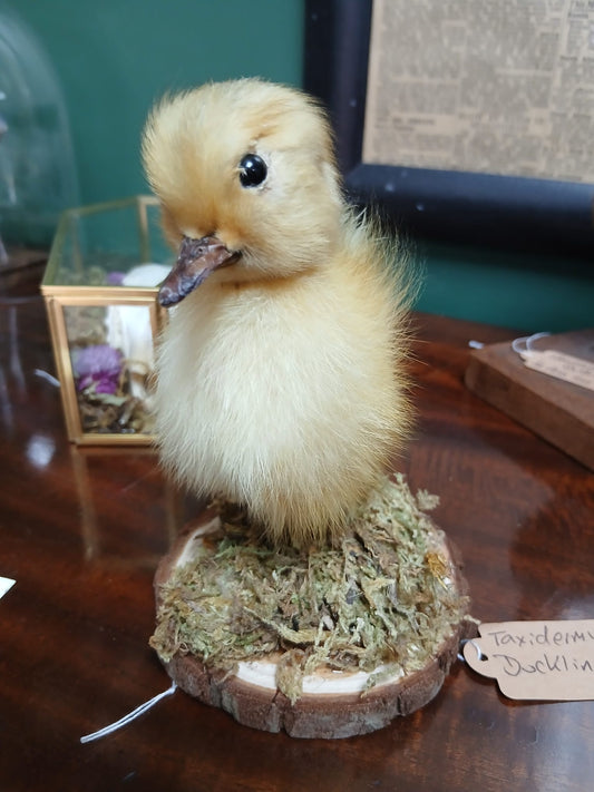 Taxidermy duckling (yellow)